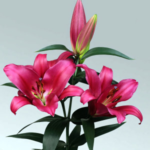  Лилия ОТ гибрид Morosini (Морозини)