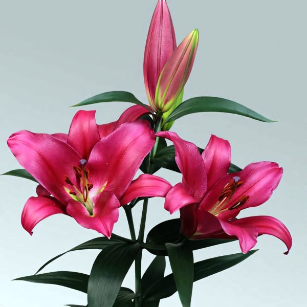 Луковицы Саженцы Лилия ОТ гибрид Morosini (Морозини) (3шт.)