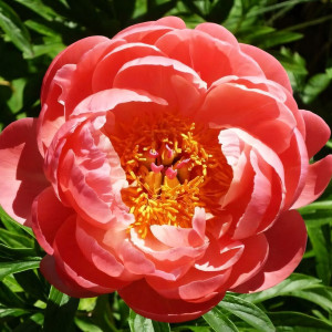 Саженцы Пион Coral Charm (Корал Шарм)