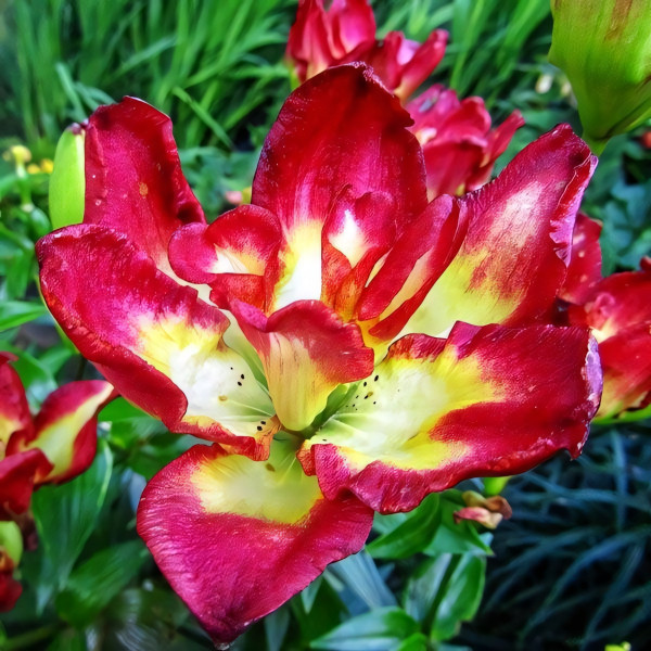 Луковицы  Лилия азиатская Double Sensation (Дабл Сенсейшен) (3шт.)