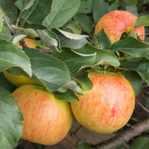 Саженцы Яблоня Коричное Новое