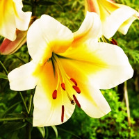 Луковицы Саженцы Лилия ОТ гибрид Miss Peculiar (Мисс Пекулияр) (3шт.)