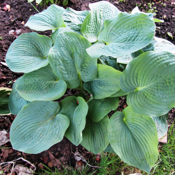 Саженцы Хоста Elegans (Элеганс) L