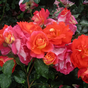 Саженцы Роза флорибунда Братья Гримм