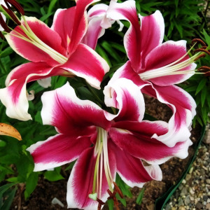  Лилия ОТ гибрид Miss Marple (Мисс Марпл)