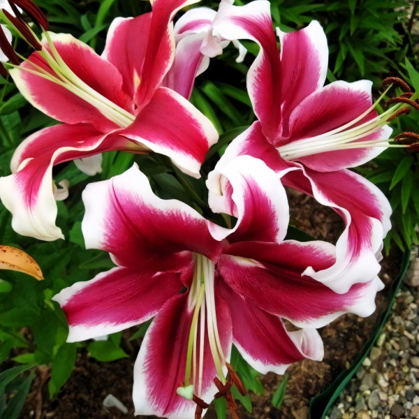 Луковицы Саженцы Лилия ОТ гибрид Miss Marple (Мисс Марпл) (3шт.)