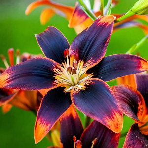  Лилия биколор азиатская Forever Susan (Форева Сьюзан)