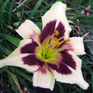 Саженцы Лилейник Moonlight Masquerade (Мунлайт Маскарад)