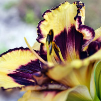 Саженцы Лилейник Sulphurite Prism (Салфирит Призм)