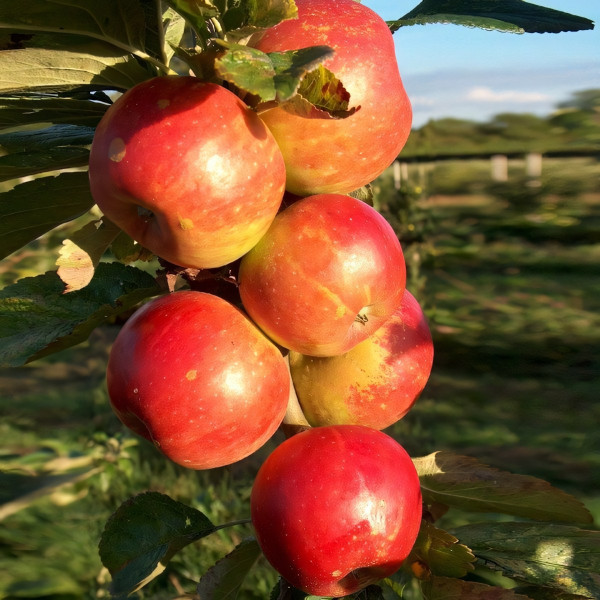 Саженцы Яблоня колоновидная Баргузин