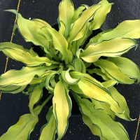 Саженцы Хоста Ripple Effect (Риппл Эффект) М