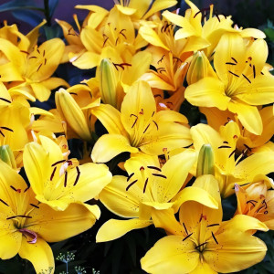  Лилия азиатская Solar Joy (Солар Джой)