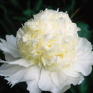 Саженцы Пион Charlie's White (Чарли Вайт)