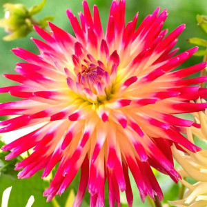 Саженцы Георгина Tahiti Sanrise