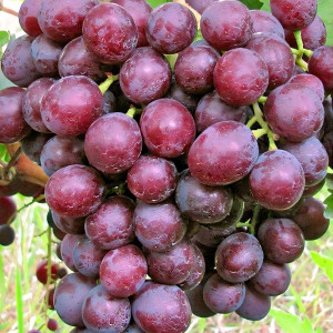 Саженцы Виноград Мускат Новошахтинский
