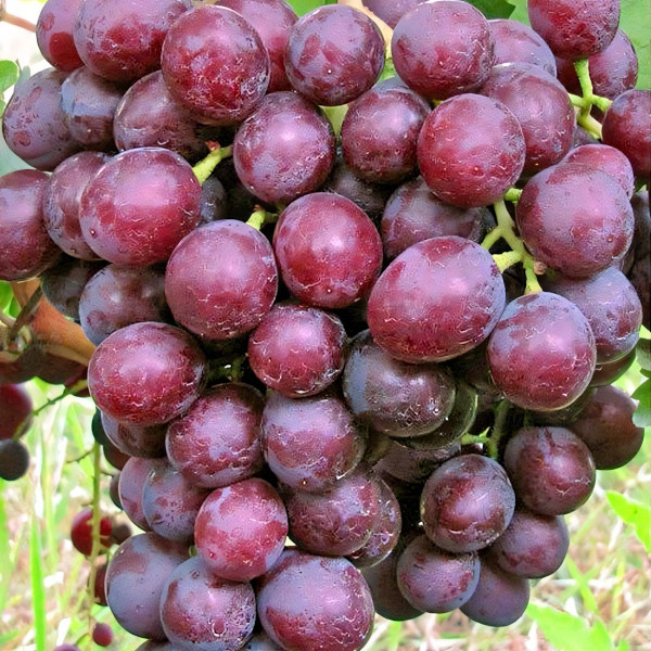 Саженцы Виноград Мускат Новошахтинский