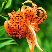 Луковицы  Лилия тигровая Flore Pleno (Флора Плена) (3шт.)