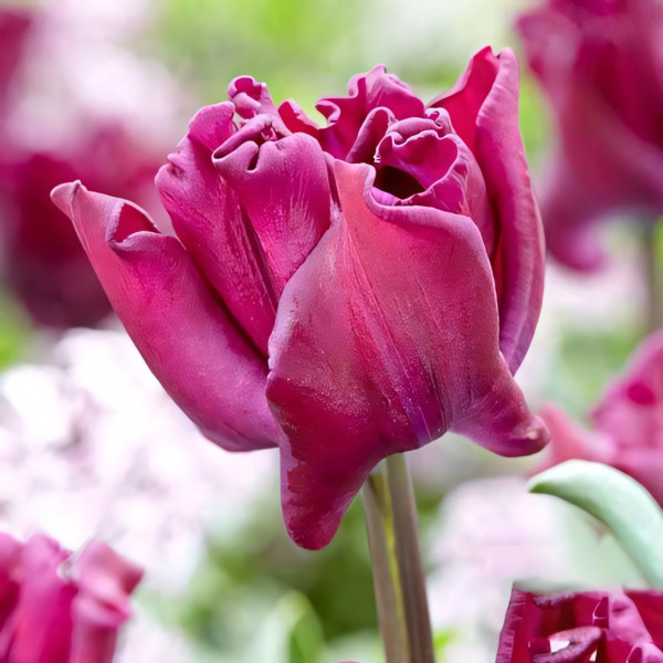 Луковицы Тюльпан Триумф Краун оф Негрита (в упаковке - 3шт.)