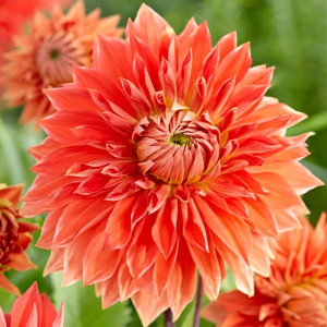 Саженцы Георгина Parkland Glory