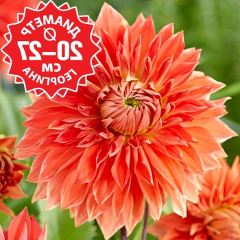 Саженцы Георгина Parkland Glory