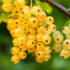 Саженцы Смородина золотистая Золотистая роса