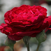 Саженцы Роза чайно-гибридная Госпел