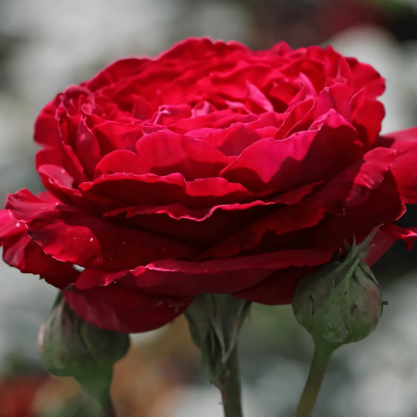 Саженцы Роза чайно-гибридная Госпел