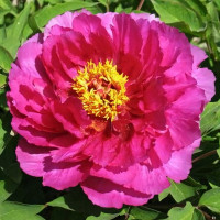 Саженцы Пион Близняшки