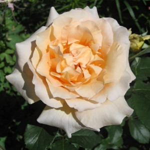 Саженцы Роза чайно-гибридная Казанова