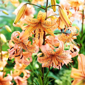  Лилия тигровая Pink Giant (Пинк Джиант)