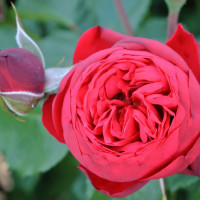 Саженцы Роза чайно-гибридная Пиано