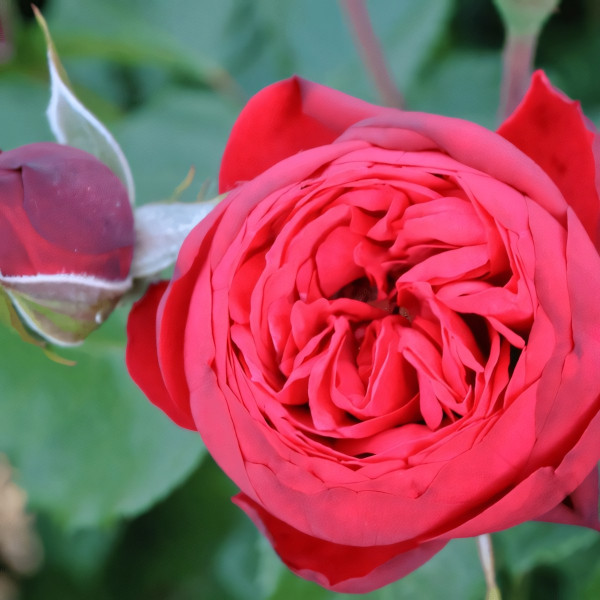 Саженцы Роза чайно-гибридная Пиано