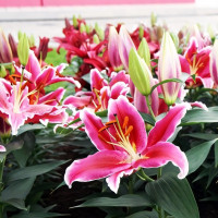 Луковицы  Лилия восточная низкорослая Starlight Express (Старлайт Экспресс) (3шт.)