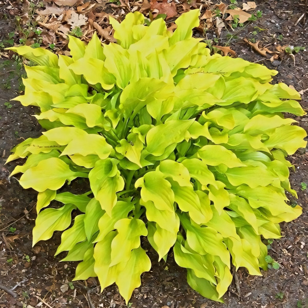 Саженцы Хоста Sweet Tater Pie (Свит Тэйт Пай) S