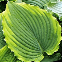 Саженцы Хоста Star Wars (Стар Ворс) М