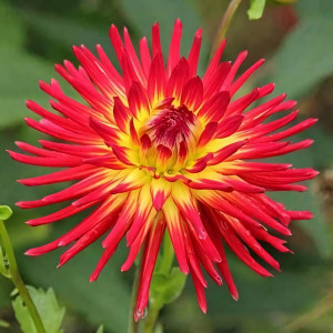 Саженцы Георгина кактусовая Weston Spanish Dancer (Вестон Спэниш Дансер)