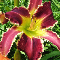 Саженцы Лилейник Eight Miles High (Эйт Майлс Най)