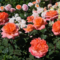 Саженцы Роза чайно-гибридная Рене Госсини