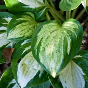 Саженцы Хоста Midnight at the Oasis (Миднайт эт зе Оазис) М