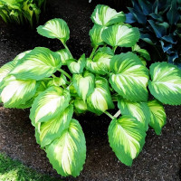 Саженцы Хоста War Paint (Вар Пейнт) М