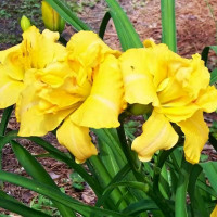 Саженцы Лилейник Alexanders Ragtime Band (Александерс Рэгтайм Бэнд)