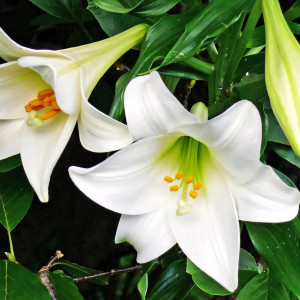  Лилия длинноцветковая Carpino (Карпино)