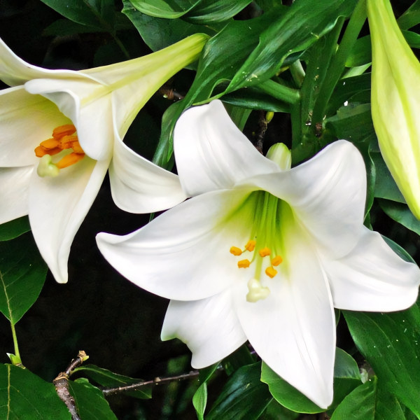 Луковицы  Лилия длинноцветковая Carpino (Карпино) (3шт.)