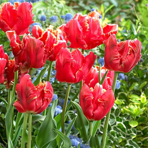 Тюльпан попугайный Лаки Пэррот (в упаковке - 3шт.)