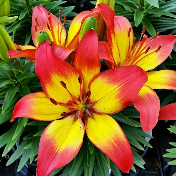 Луковицы  Лилия азиатская Sunset Joy (Сансет Джой) (3шт.)