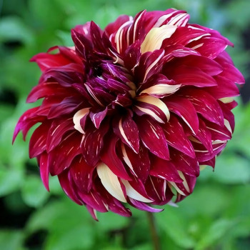 Саженцы Георгина декоративная макси Bohemian Spartacus (Богемиан Спартакус)