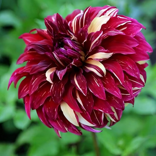 Саженцы Георгина декоративная макси Bohemian Spartacus (Богемиан Спартакус)