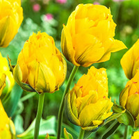 Луковицы Тюльпан махровый Монте Пион (в упаковке - 3шт.)