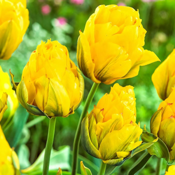 Тюльпан махровый Монте Пион (в упаковке - 3шт.)