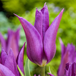 Тюльпан лилиецветный Пурпл Дрим (в упаковке - 3шт.)